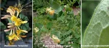 Кучерява жимолість жимолість