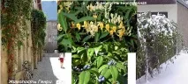 Кучерява жимолість жимолість