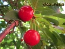 селото бъдат