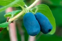 жимолість корисні властивості, застосування в лікувальних цілях, рецепти властивості