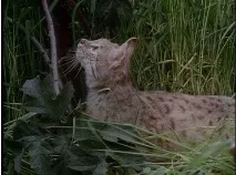 світу