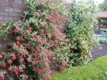 lonicera sempervirens