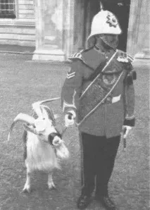 служба животни