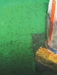риба