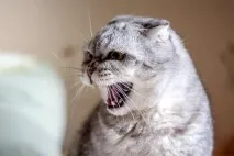 котешка агресия