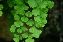 домашна adiantum