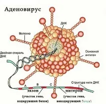 аденовирусни инфекции