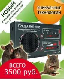Зеленчуковият фасул селскостопанска