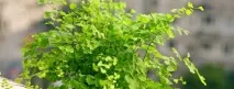 adiantum коса