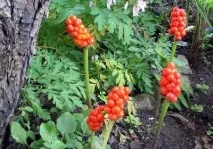 забеляза арома петнист
