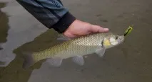 ловля