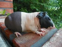 болдуїн