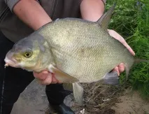платика Cobra Feeder