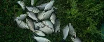 каракуди въдица