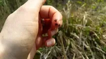 ефективно срещу