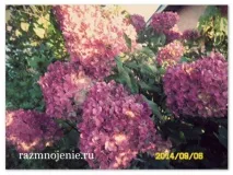 Оповідання Ольги хуртовина гортензія Ваніль фрайз ольги