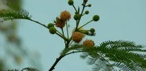 Бабул (acacia nilotica) nilotica