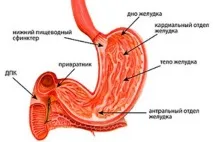 какво гастрит