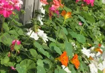 Impatiens Waller balzamin