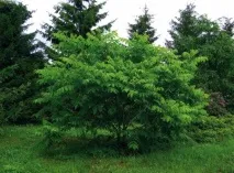 амурско кадифе