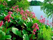 Бадан посадка та догляд, корисні властивості корисні