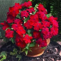 грижи Impatiens също