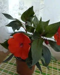 Ванка мокра домашни