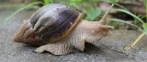 африкански охлюви ахатина