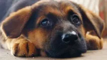 скитащи скитащи
