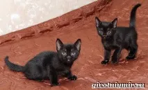 Бомбейська кішка бомбейська