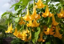 бругмансия Brugmansia нощта