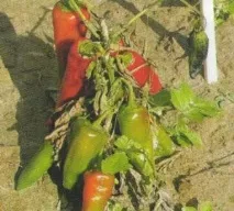 Хвороби та шкідники перцю шкідники