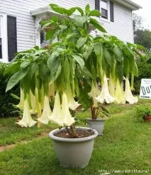 бругмансия Brugmansia нощта