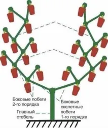 Болгарський перець - вирощування та догляд у відкритому ґрунті відкритому