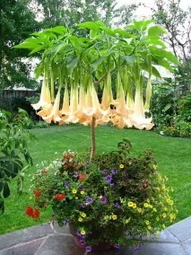 ароматната brugmansia