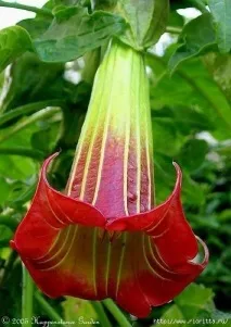 бругмансия Brugmansia кралица
