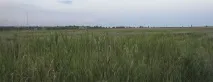 Будова мятлика