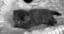 екзотична