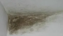 Що робити з пліснявою під лінолеумом вода, грибок, відео-інструкція з чищення своїми руками, фото грибок