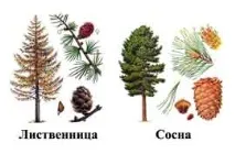 какво различава лиственица