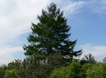 каква лиственица