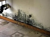 Що робити з пліснявою під лінолеумом вода, грибок, відео-інструкція з чищення своїми руками, фото лінолеумом