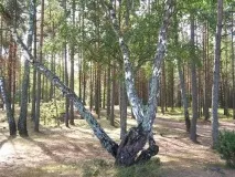 Цінні породи дерева - багатство України - Аналітика Лісової промисловості цінні