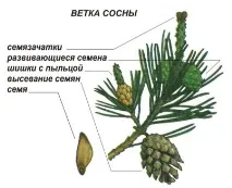 Царство рослин голонасінних