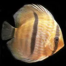 какво какво