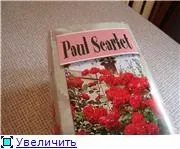 Квітуча Дача - Плетисті троянди троянди