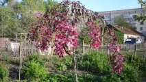 декоративні