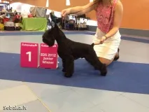 шнауцер кучета