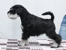 кученца Собственик шнауцер