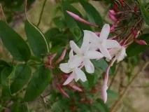 саме